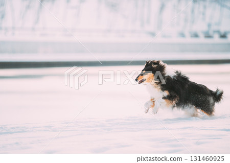 Rough Collie Funny Scottish Collie, Long-Haired Collie, English Collie, Lassie Dog Fast Running Outdoor In Snowy Park At Winter Day. Active Dog Play In Snow Snowdrift. Playful Pet Outdoors. 131460925