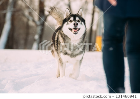 Husky Dogs Running Together Outdoor In Snowy Park At Sunny Winter Day. Smiling Dog. Active Dogs Play In Snow. Playful Pet Outdoors At Winter Season. Husky Dogs Running Together Outdoor In Snowy Park At Sunny Winter Day. Smiling Dog. Active Dogs Play In Snow. Playful Pet Outdoors At Winter Season. 131460941
