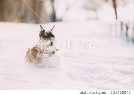 Miniature Schnauzer Dog Or Zwergschnauzer Sitting In Outfit Playing Fast Running In Snow At Winter Day 131460945