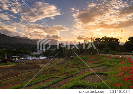 <埼玉縣>秩父的秋天、寺坂梯田的黃昏 <埼玉縣>秩父的秋天、寺坂梯田的黃昏 131461024