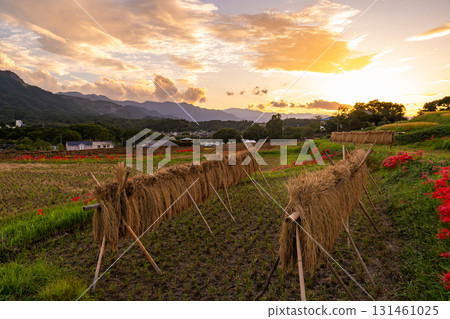 <Saitama Prefecture> Autumn in Chichibu, Terasaka Rice Terraces at Dusk 131461025