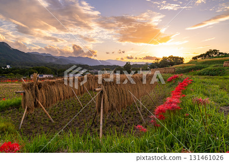 <Saitama Prefecture> Autumn in Chichibu, Terasaka Rice Terraces at Dusk <Saitama Prefecture> Autumn in Chichibu, Terasaka Rice Terraces at Dusk 131461026