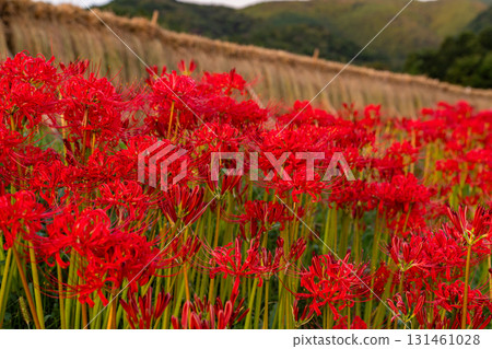 <Saitama Prefecture> Autumn in Chichibu, Terasaka Rice Terraces at Dusk 131461028