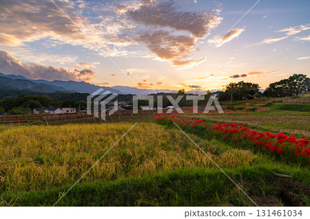 <Saitama Prefecture> Autumn in Chichibu, Terasaka Rice Terraces at Dusk 131461034