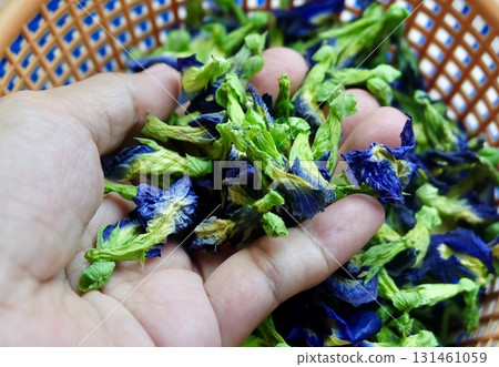 Hand Holding Dry Butterfly Pea Flowers for Herbal Tea 131461059