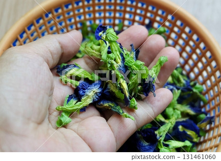 Hand Holding Dried Butterfly Peas with Natural Food Colorant 131461060