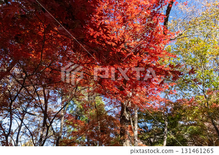 Mount Takao area Mount Takao area 131461265