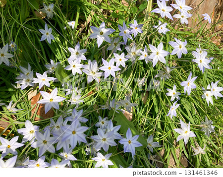 百合紫色小花 131461346