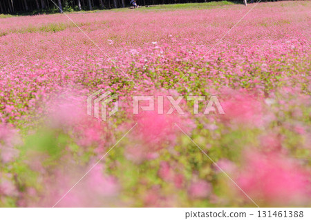 The village of red buckwheat and flower fields in full bloom in Minowa Town, Kamiina District, Nagano Prefecture 131461388