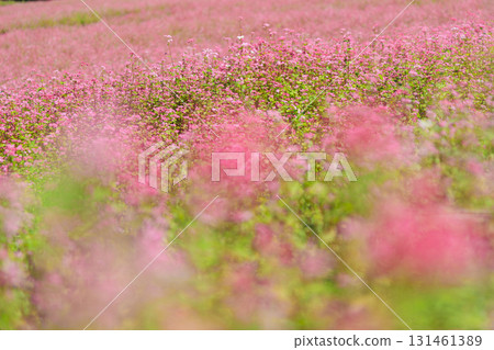 The village of red buckwheat and flower fields in full bloom in Minowa Town, Kamiina District, Nagano Prefecture 131461389