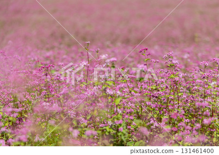 長野縣上伊那郡三之輪町紅蕎麥村與花田盛開 131461400