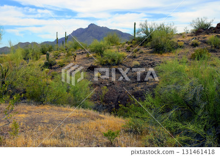 Sonoran Desert Arizona Picacho Peak State Park 131461418