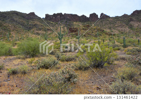 Sonoran Desert Arizona Picacho Peak State Park Sonoran Desert Arizona Picacho Peak State Park 131461422