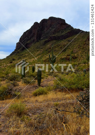 Sonoran Desert Arizona Picacho Peak State Park 131461424