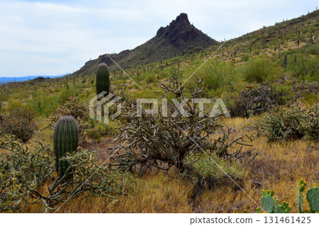 Sonoran Desert Arizona Picacho Peak State Park 131461425