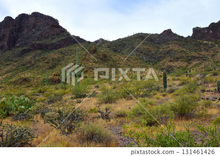Sonoran Desert Arizona Picacho Peak State Park 131461426