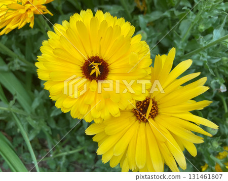 Yellow flower 131461807