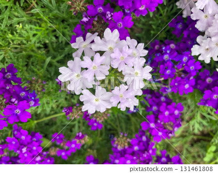 Purple flower 131461808