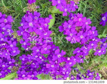 Purple flower Purple flower 131461809