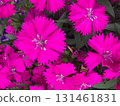 粉紅色，紫色的花 131461831