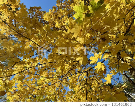 Golden autumn, yellow maple leaves 131461963
