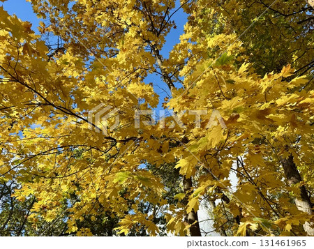 Golden autumn, yellow maple leaves 131461965