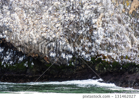 seagulls on cliff on Starichkov island, Avacha bay seagulls on cliff on Starichkov island, Avacha bay 131462027