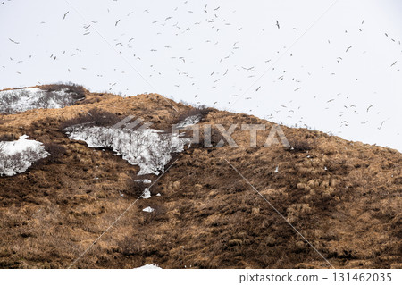 many seabirds fly over top of island in Avacha bay 131462035