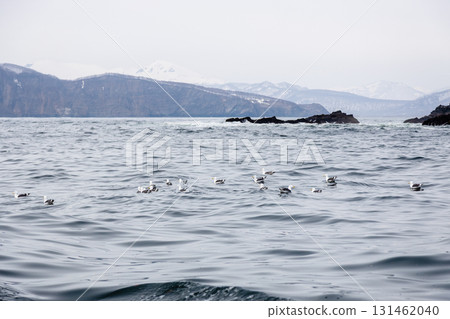 black-legged kittiwake on water in Pacific ocean black-legged kittiwake on water in Pacific ocean 131462040