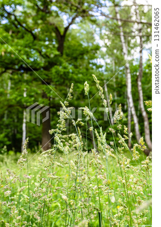 cereal plant on green grass meadow in city park cereal plant on green grass meadow in city park 131462065