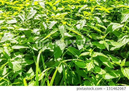 fresh nettles in city park on sunny summer day fresh nettles in city park on sunny summer day 131462067