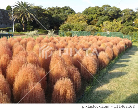 Kochia in autumn colors in the front garden of the Flower Museum Kochia in autumn colors in the front garden of the Flower Museum 131462168