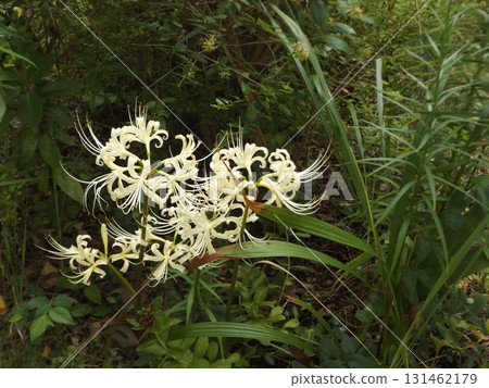 秋天的彼岸花的白色花朵 131462179