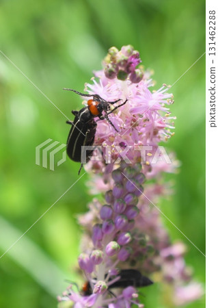 一隻豆虎甲蟲在起重機上休息 131462288
