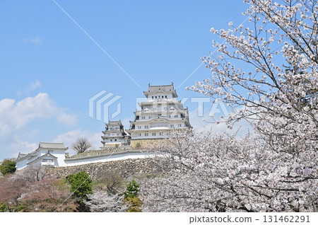 Rinonito-yagura and Main Tower during cherry blossom season (Himeji Castle) Rinonito-yagura and Main Tower during cherry blossom season (Himeji Castle) 131462291