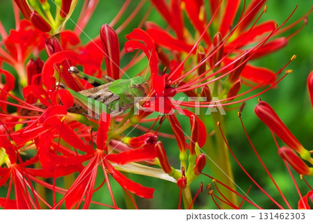 A grasshopper hiding in a cluster amaryllis 131462303