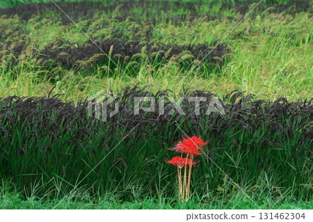 Ancient rice ears and cluster amaryllis 131462304