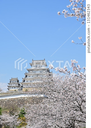 乾小天守閣和本天守閣:櫻花季(姬路城) 乾小天守閣和本天守閣:櫻花季(姬路城) 131462343