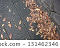 隨著秋天的到來，紅色的櫸樹葉散落一地。 131462346