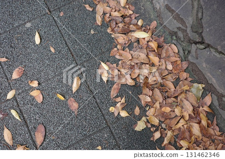 With the arrival of autumn, red zelkova leaves are scattered all over the ground. With the arrival of autumn, red zelkova leaves are scattered all over the ground. 131462346
