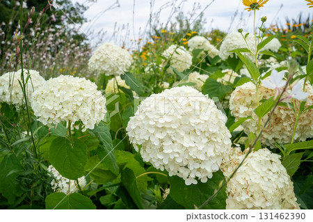 White hydrangea 131462390