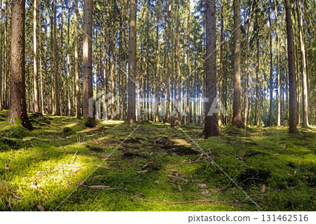 Sunny pine forest with moss floor 131462516