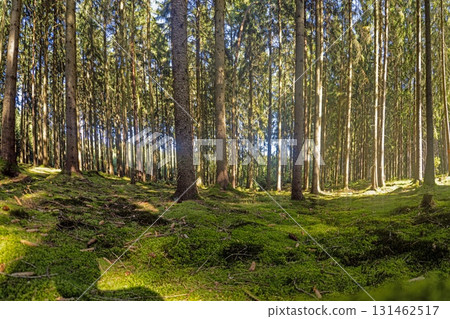Moss covered forest ground with tall pines 131462517
