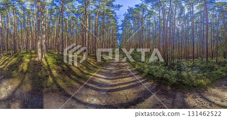 Forest path through tall pine trees 131462522