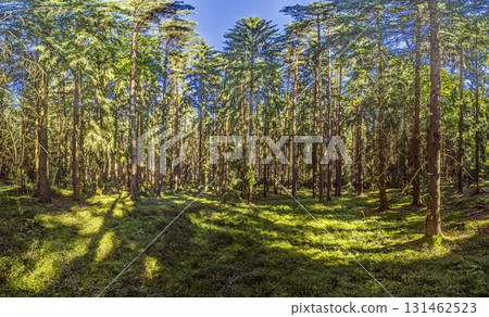 Sunny pine forest with moss floor Sunny pine forest with moss floor 131462523