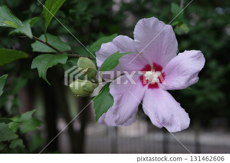 秋季盛開的木槿花 131462606