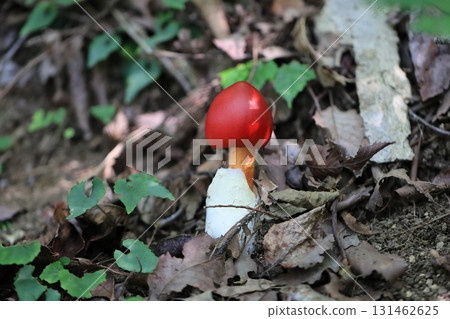 鵝Hemibapha 鵝Hemibapha 131462625