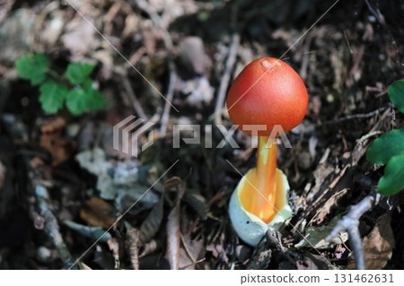 鵝Hemibapha 131462631