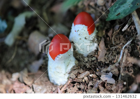 Tamagotake 131462632