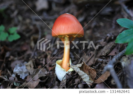 鵝Hemibapha 鵝Hemibapha 131462641